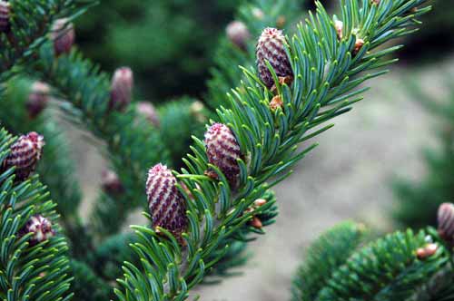 Two Fir Cones On The Fir 2013 Likely To Be A Big Year For Cones In Fraser Fir